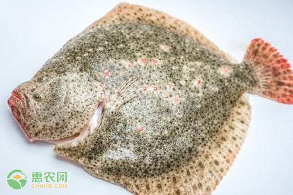 紅龍魚突然不吃食了怎么辦：紅龍魚突然不吃食怎么辦？ 水族問答