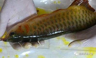 紅龍魚(yú)突然不吃食在缸底游動(dòng)：為什么紅龍魚(yú)突然不吃食且在缸底游動(dòng) 水族問(wèn)答 第1張