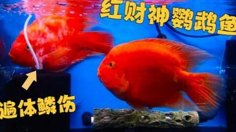 紅龍魚褪色了怎么回事：紅龍魚褪色了怎么回事可能是由于多種不同的原因造成的 水族問答 第1張