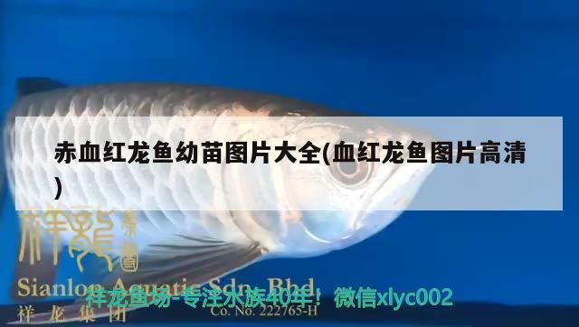 龍魚最大有多大：龍魚的最大體型受到品種、生活環(huán)境和飼養(yǎng)條件等多種因素影響 龍魚百科 第1張