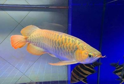 龍魚最大有多大：龍魚的最大體型受到品種、生活環(huán)境和飼養(yǎng)條件等多種因素影響