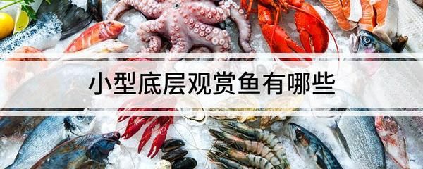 紅龍魚冬季保溫技巧：關(guān)于紅龍魚冬季保溫技巧 龍魚百科