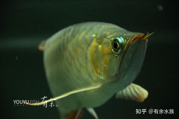 龍魚老是撞缸蓋子：龍魚撞缸蓋子怎么辦 龍魚百科 第5張