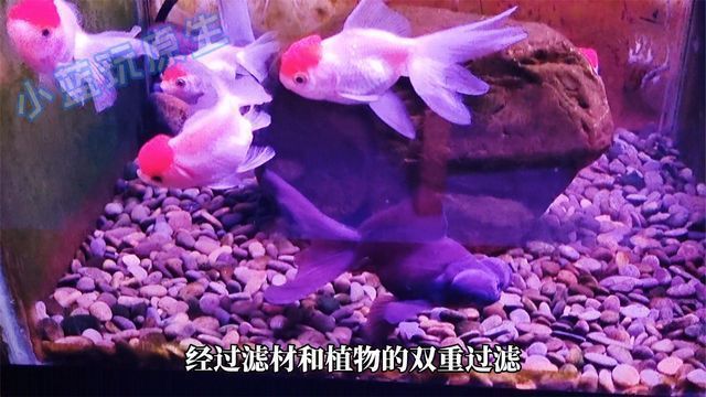 魚缸動畫視頻：創(chuàng)新的魚缸動畫視頻制作方法：魚缸動畫背后故事 魚缸百科 第3張