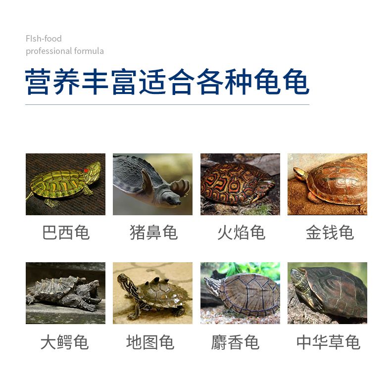 豬鼻龜有證書可以養(yǎng)嗎：探討豬鼻龜養(yǎng)殖合法性與乳臼色且扁平 豬鼻龜百科 第1張