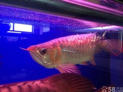 大連龍魚專賣店：大連最大的水族市場在哪里 全國觀賞魚市場 第3張