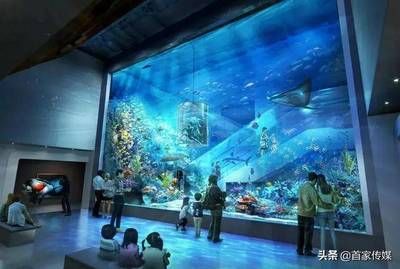 毫州水族館：亳州旅游攻略 全國觀賞魚市場 第2張