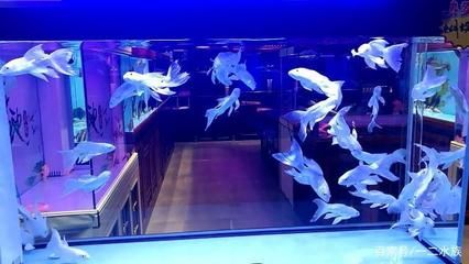 北京水族批發(fā)市場(chǎng)：北京哪里有觀賞魚市場(chǎng) 全國(guó)觀賞魚市場(chǎng) 第2張