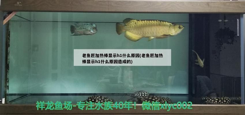 魚缸加熱棒顯示h1怎么回事：魚缸加熱棒顯示h1可能有多種原因解決方案和解決方案 魚缸百科 第5張