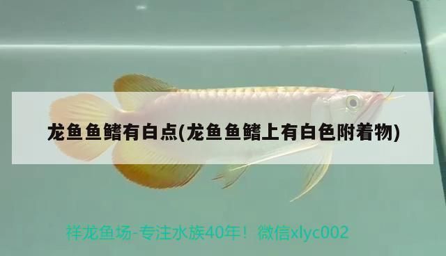 龍魚魚鰭上有白點是什么：龍魚白點病的自然療法 龍魚百科 第1張