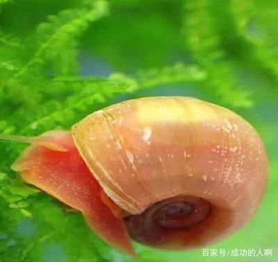 紅龍魚喂：紅龍魚需要喂什么 水族問(wèn)答