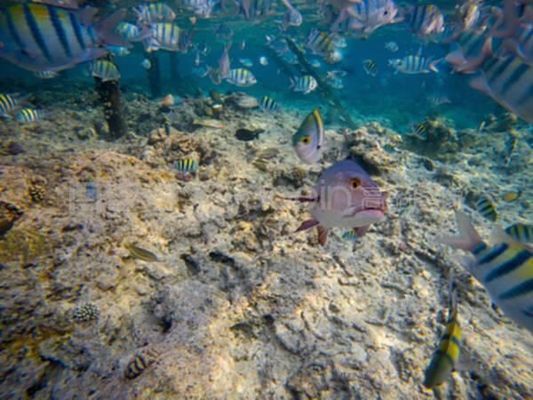 龍魚一直浮在上面不游怎么回事 龍魚百科 第2張