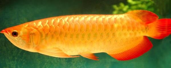 紅龍魚喂金蛙好嗎：關(guān)于紅龍魚喂食金蛙的疑問 水族問答 第5張