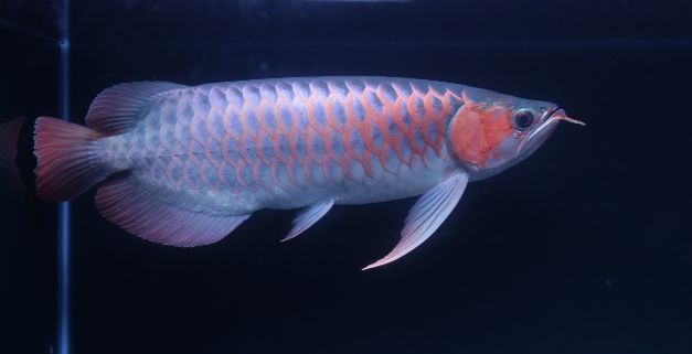 紅龍魚(yú)喂小金魚(yú)好嗎：關(guān)于紅龍魚(yú)喂小金魚(yú)的詳細(xì)分析 紅龍魚(yú)百科 第1張