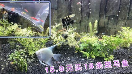 紅龍魚喂什么好：&當(dāng)紅龍魚在野外通常會(huì)吃什么呢 水族問答 第2張