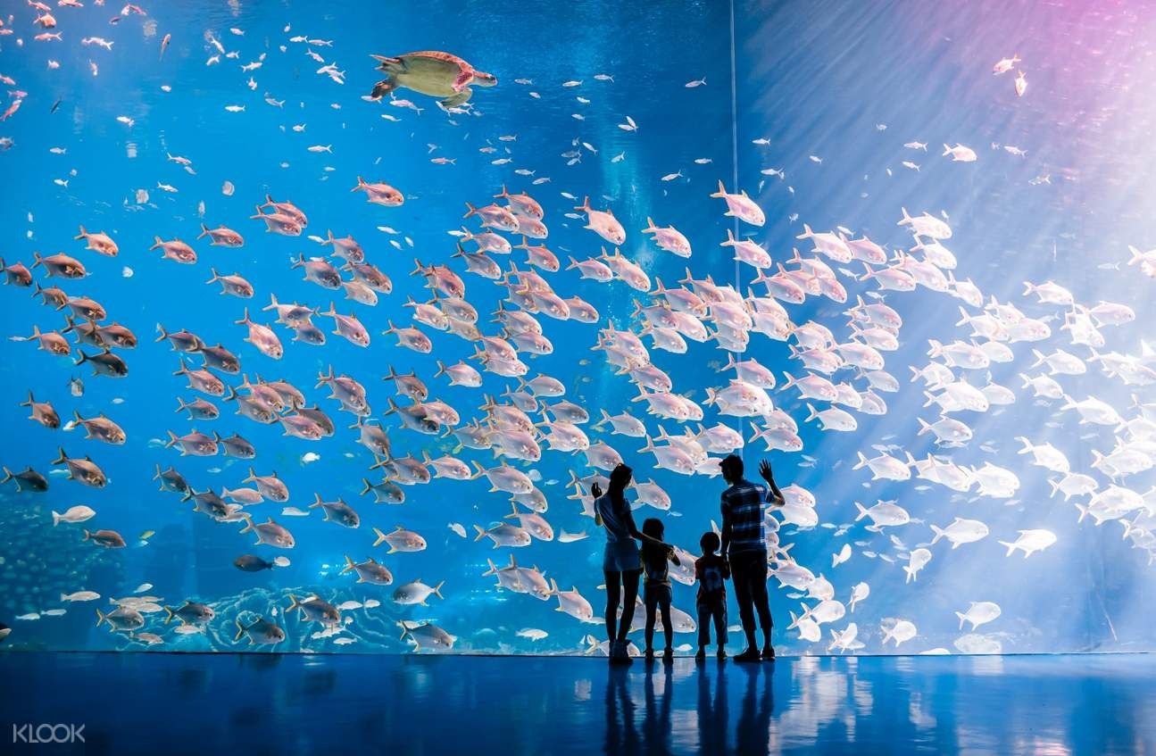 西雙版納傣族自治州水族館：云南西雙版納傣族自治州西雙版納傣族自治州哪里有水族館