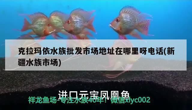 克拉瑪依水族批發(fā)市場：克拉瑪依觀賞魚市場 全國觀賞魚市場 第5張