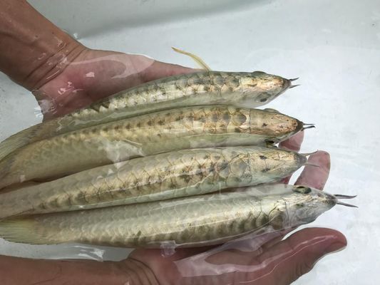 龍魚怎么調(diào)理胃腸道疾?。喝绾握{(diào)理龍魚的胃腸道疾病 龍魚百科 第2張