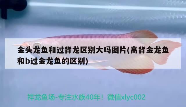 小金頭過背金龍魚識(shí)別：如何挑選優(yōu)質(zhì)小金頭過背金龍魚 金龍魚百科 第4張