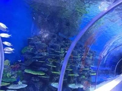 綿陽(yáng)水族館：綿陽(yáng)水族館綿陽(yáng)水族館綿陽(yáng)水族館綿陽(yáng)水族館 全國(guó)觀賞魚市場(chǎng) 第3張