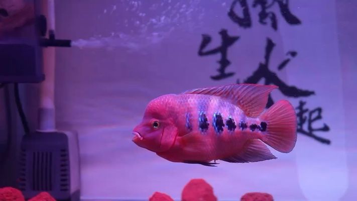 魚缸底砂化學(xué)穩(wěn)定性檢測：魚缸底砂化學(xué)穩(wěn)定性檢測方法，魚缸底砂自我檢測方法 魚缸百科 第3張