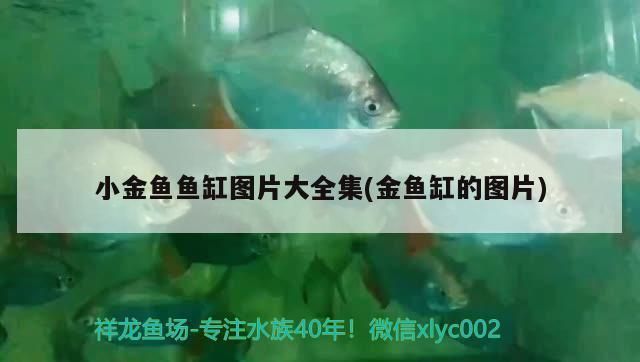 三明水族批發(fā)市場(chǎng)：三明市水族批發(fā)市場(chǎng) 全國(guó)觀賞魚市場(chǎng) 第2張