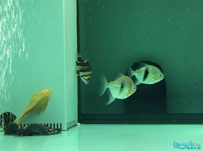 神木水族批發(fā)市場 全國觀賞魚市場 第8張