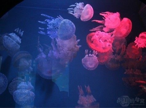 藍天水族館：廣州庫爾勒海藍天水族館),云浮花鳥魚蟲市場