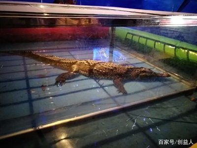 汕頭水族館：汕頭華盛水族館