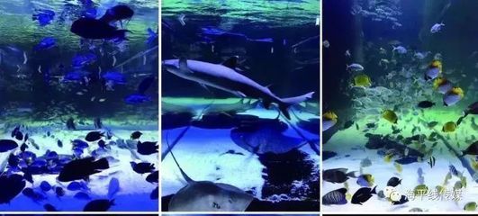 汕頭水族館：汕頭華盛水族館 全國觀賞魚市場 第3張