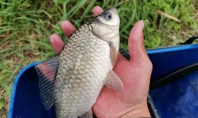 紅龍魚(yú)喂食量是多少：關(guān)于紅龍魚(yú)喂食量的問(wèn)題 水族問(wèn)答 第2張