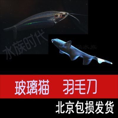 龍魚化石是保護品種：龍魚化石不是一個保護品種 龍魚百科 第2張