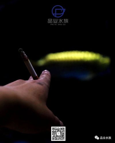 錦州觀賞魚批發(fā)市場：錦州水族批發(fā)市場 全國觀賞魚市場 第9張