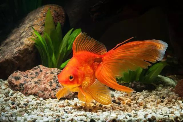 紅龍魚喂飼料好還是喂蝦好：關(guān)于紅龍魚的問題 水族問答