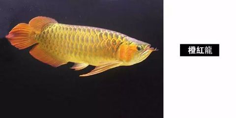 超大紅龍魚(yú)90公分多大：90公分的紅龍魚(yú)是一個(gè)成年個(gè)體，其壽命有望超過(guò)40年 龍魚(yú)百科 第4張