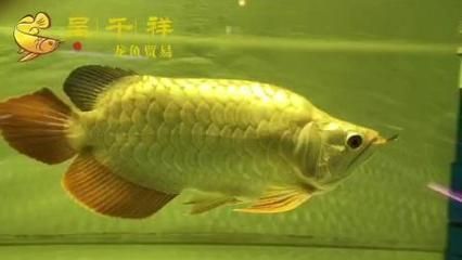 星點金龍魚魚苗最佳購買時機(jī)：關(guān)于星點金龍魚魚苗的最佳購買時機(jī) 金龍魚百科 第4張