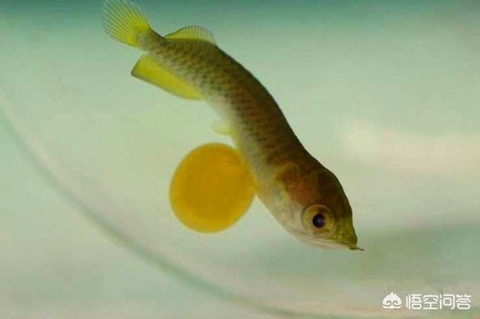 如何判斷金龍魚性成熟：判斷金龍魚是否性成熟的要點(diǎn)金龍魚是否性成熟的要點(diǎn) 金龍魚百科 第1張