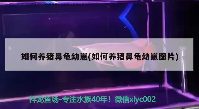 豬鼻龜下蛋怎么辦視頻：豬鼻龜卵孵化期下蛋能下蛋嗎，豬鼻龜什么時(shí)候下蛋 豬鼻龜百科 第1張