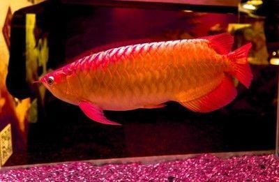 紅龍魚(yú)歪著身體游泳好嗎：紅龍魚(yú)歪著身體游泳可能是一種本能行為，紅龍魚(yú)歪游的健康檢查指南 紅龍魚(yú)百科 第4張