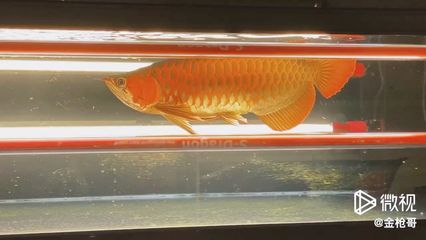 蘇州龍魚專賣店：蘇州路邊龍魚專賣店 全國觀賞魚市場 第2張