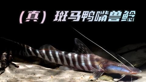 紅龍魚溫度26度跳缸：紅龍魚適應(yīng)新缸的溫度是多少 水族問答 第1張