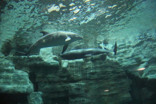 黃山水族館