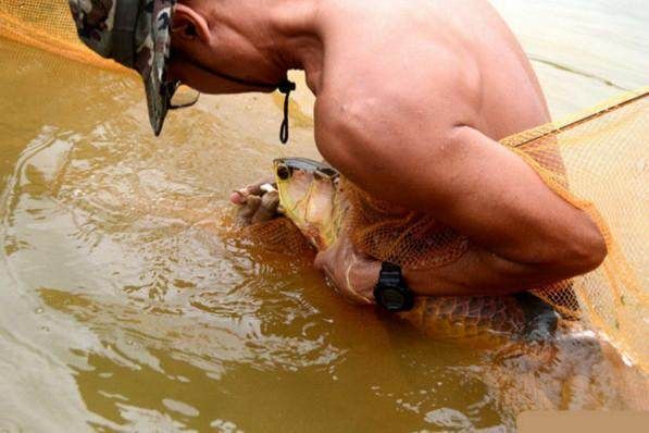 怎么選擇過(guò)背金龍魚(yú)的魚(yú)竿型號(hào)呢圖片：如何選擇過(guò)背金龍魚(yú)的魚(yú)竿型號(hào) 金龍魚(yú)百科 第1張