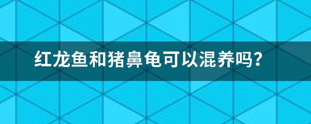 豬鼻龜好養(yǎng)嗎能和紅龍混養(yǎng)嗎圖片：探討豬鼻龜與紅龍的混養(yǎng) 豬鼻龜百科 第11張