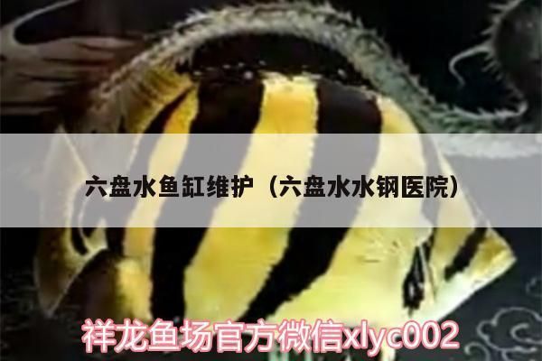 六盤水魚缸批發(fā)市場：六盤水六盤水水族批發(fā)市場 全國觀賞魚市場 第7張