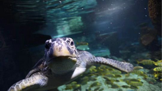 石家莊水族館：石家莊海洋館名單 全國(guó)觀賞魚市場(chǎng) 第1張