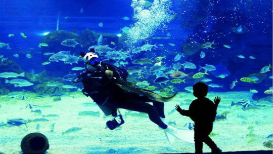 石家莊水族館：石家莊海洋館名單 全國(guó)觀賞魚市場(chǎng) 第3張