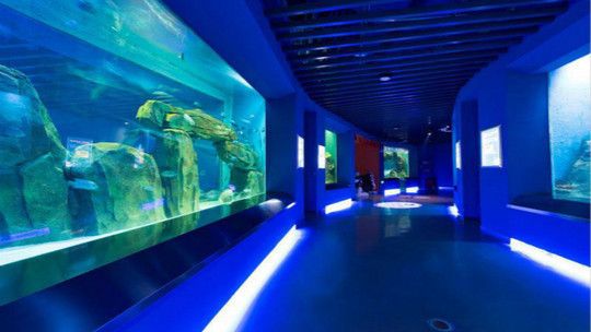 石家莊水族館：石家莊海洋館名單 全國(guó)觀賞魚市場(chǎng) 第5張