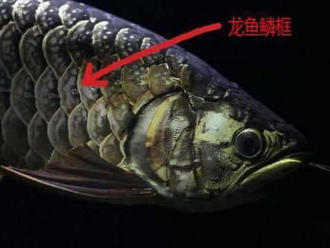 龍魚元寶鱗：關(guān)于龍魚元寶鱗的一些信息 龍魚百科 第3張