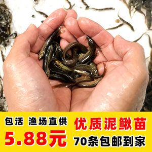 龍魚出口臺灣的最新消息視頻講解：龍魚出口到臺灣的最新動態(tài) 龍魚百科 第2張